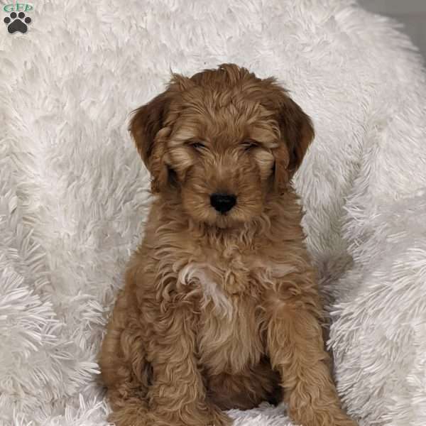 Archie, Mini Goldendoodle Puppy